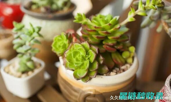 多肉植物养护全攻略：从基础到进阶 (多肉植物养护方法)