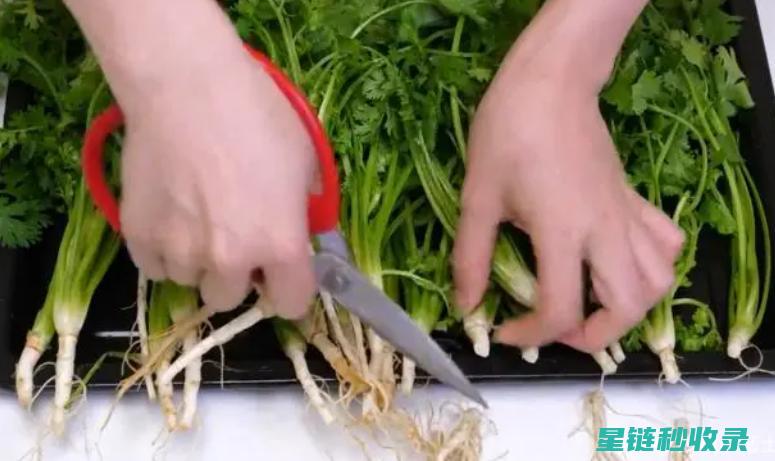 香菜难保存？这个方法太绝了！ (香菜存放好久都不坏)